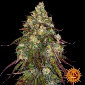 AMNESIA LEMON