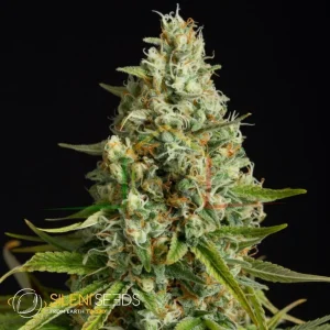 AMNESIA LEMON