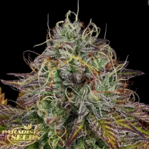 APRICOT CANDY
