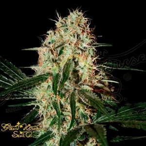 ARJAN’S HAZE #3