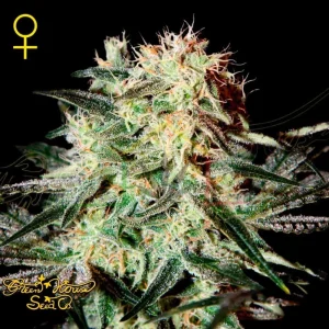 ARJAN’S STRAWBERRY HAZE