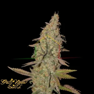 ARJAN’S ULTRA HAZE #1
