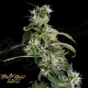 ARJAN’S ULTRA HAZE #2