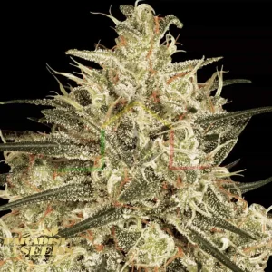 ATOMICAL HAZE