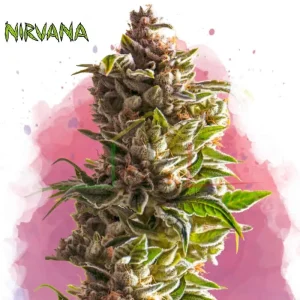 AURORA INDICA