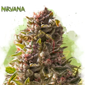AURORA INDICA AUTO