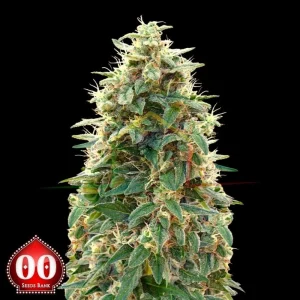 AUTO 00 CHEESE