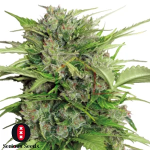 AUTO AK47