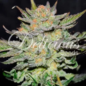 AUTO BLUE ACE CBD