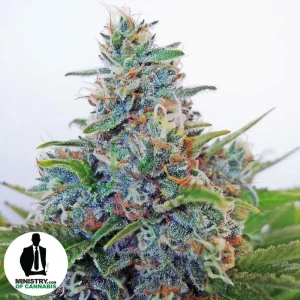 AUTO BLUE AMNESIA