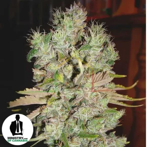 AUTO BLUEBERRY DOMINA