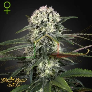 AUTO BOMB