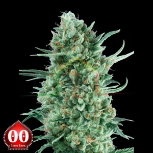 AUTO BUBBLE GUM XXL