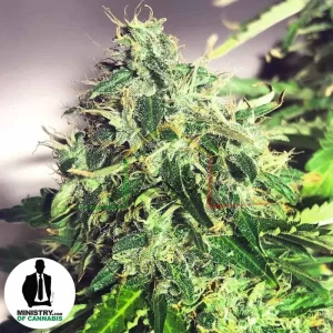 AUTO CANNABIS LIGHT