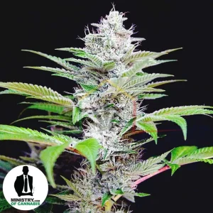 AUTO CBD STAR