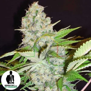 AUTO CHEESE NL