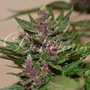 AUTO DARK PURPLE