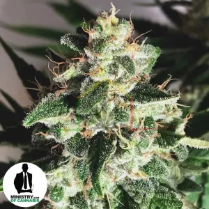 AUTO GOD’S GLUE
