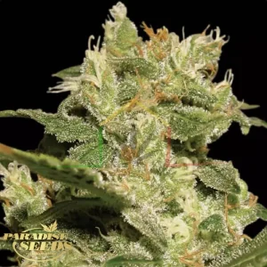 AUTO JACK