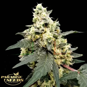 LEMONADE AUTO