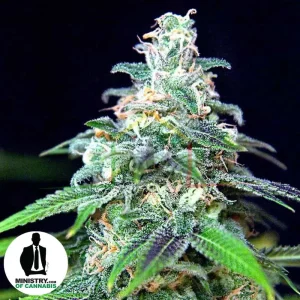 AUTO MANDARIN HAZE