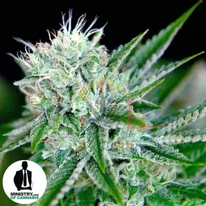 AUTO NORTHERN LIGHTS