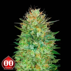 AUTO SWEET CRITICAL