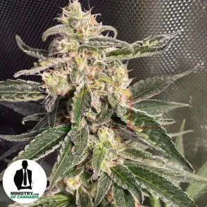 AUTO SWEET DONKEY