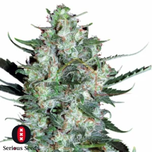 AUTO WHITE RUSSIAN
