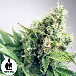 AUTO WHITE WIDOW