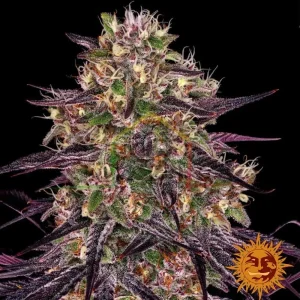 AYAHUASCA PURPLE