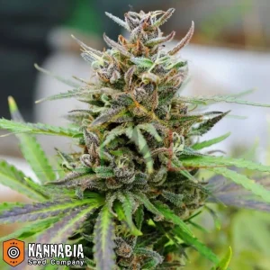 BABY BOOM AUTO