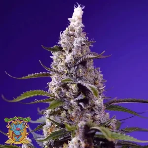 BANANA CREAM CAKE XL AUTO