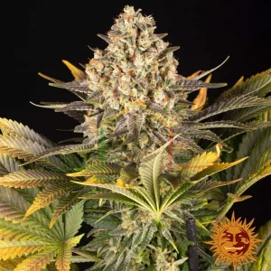 BANANA PUNCH