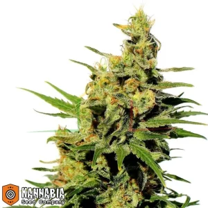 BCN DIESEL CBD