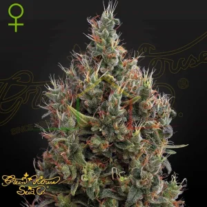 BIG BANG AUTO