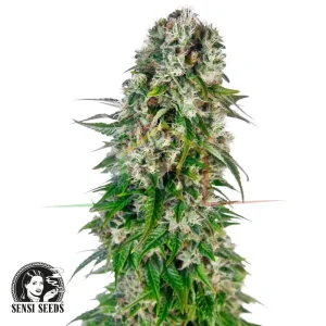 BIG BUD AUTO