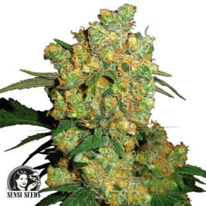 BIG BUD REGULAR