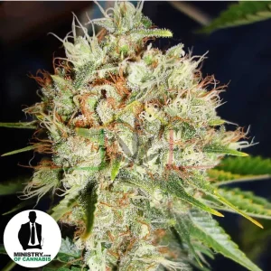 BIG BUD XXL