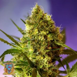BIG DEVIL #2 AUTO