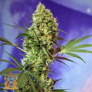 BIG DEVIL AUTO