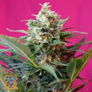 BIG DEVIL XL AUTO