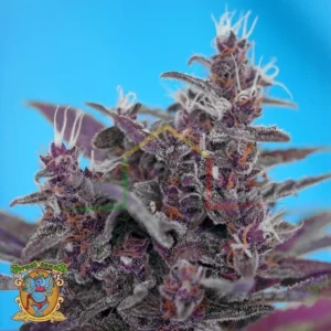 BLACK CREAM AUTO