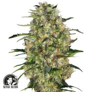 BLACK DOMINA – REGULAR