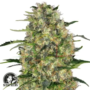 BLACK DOMINA