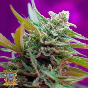 BLACK JACK AUTO