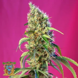 BLACK JACK CBD