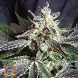 BLACK JACK