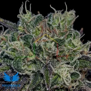 BLACK WIDOW