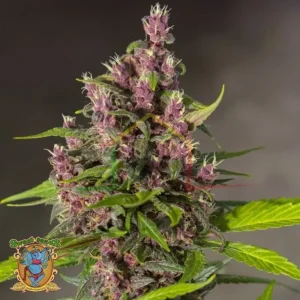 BLOODY SKUNK AUTO